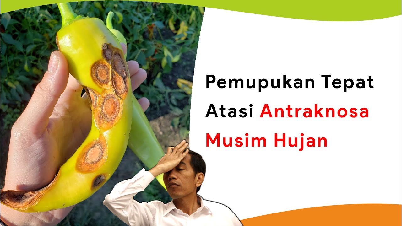 Mengatasi Antraknosa dengan Pemupukan Tepat Musim Hujan