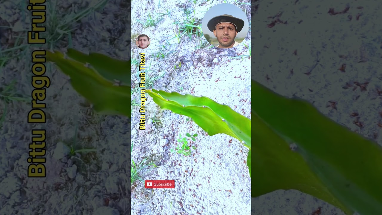 Dragon fruit plant growth Rate| Bittu Dragon Fruit Titavi 