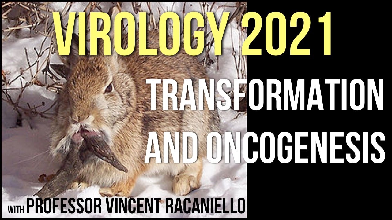 Virology Lectures 2021 #18 - Transformation and Oncogenesis