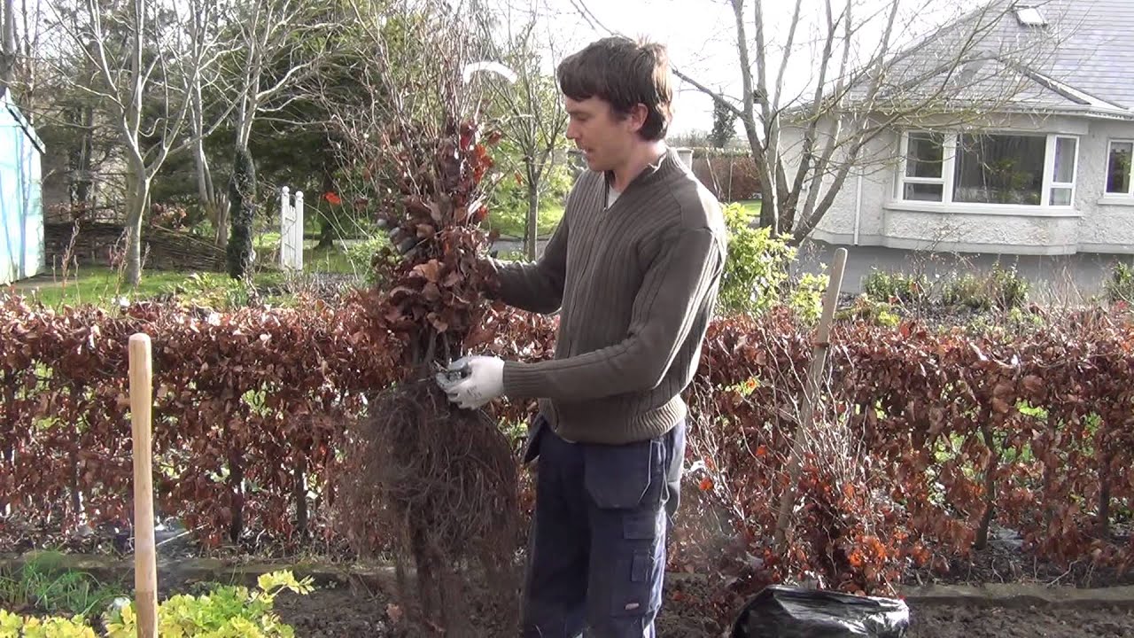 How to Heel in Bare Root Plants