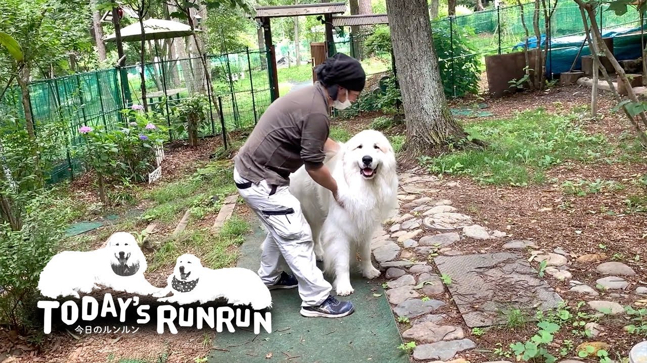 煙突掃除の監督をしたルンルンとアランです　Great Pyrenees　グレートピレニーズ