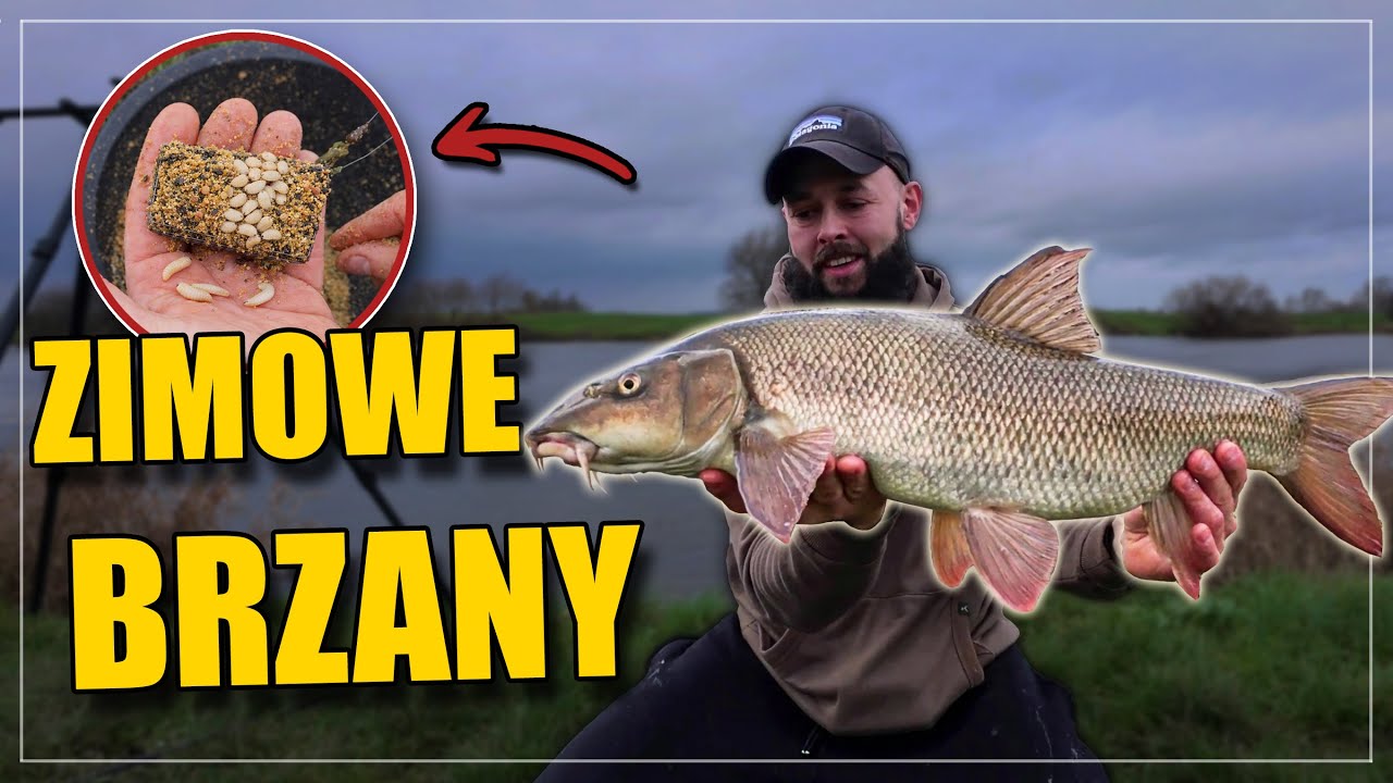Zimowe brzany – feeder na dużej rzece