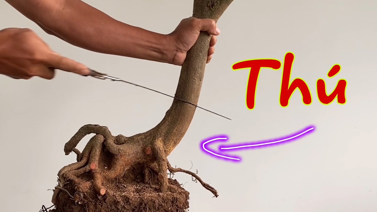 Cắt Phôi Tứ Quý Hình Thú