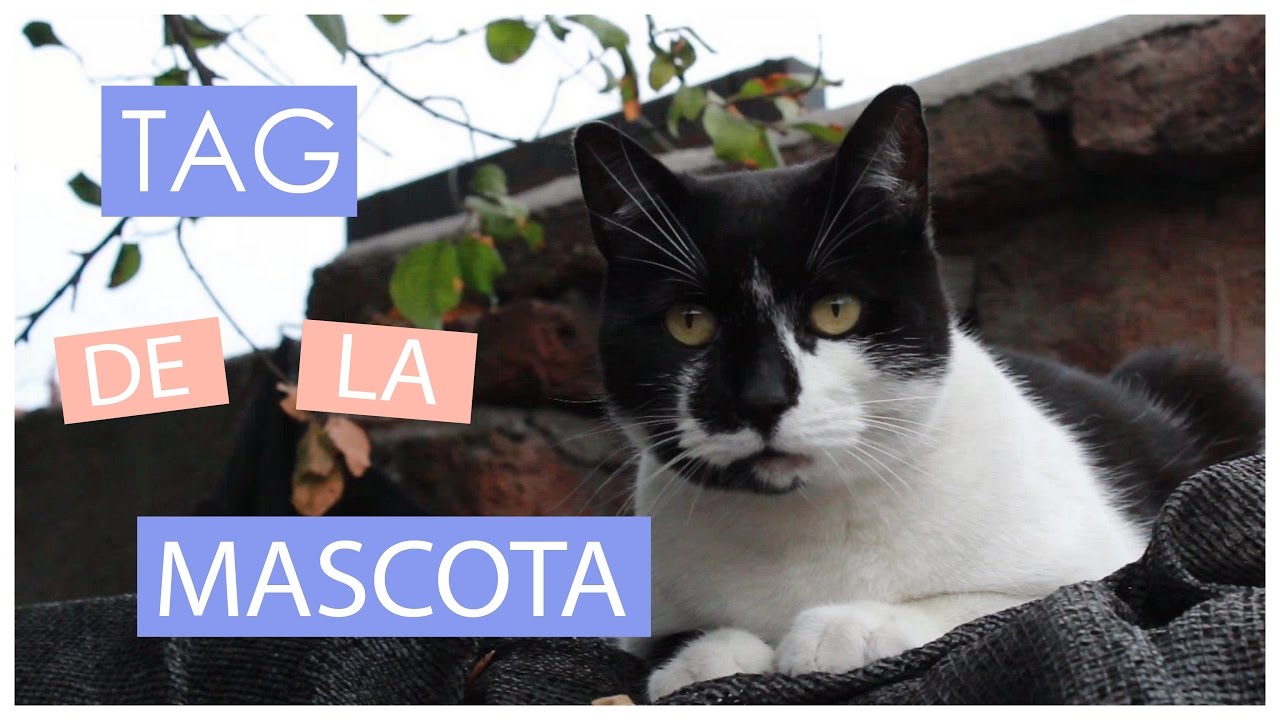 Gatito ♥ TAG de la Mascota ♥ #AbrilVideosMil