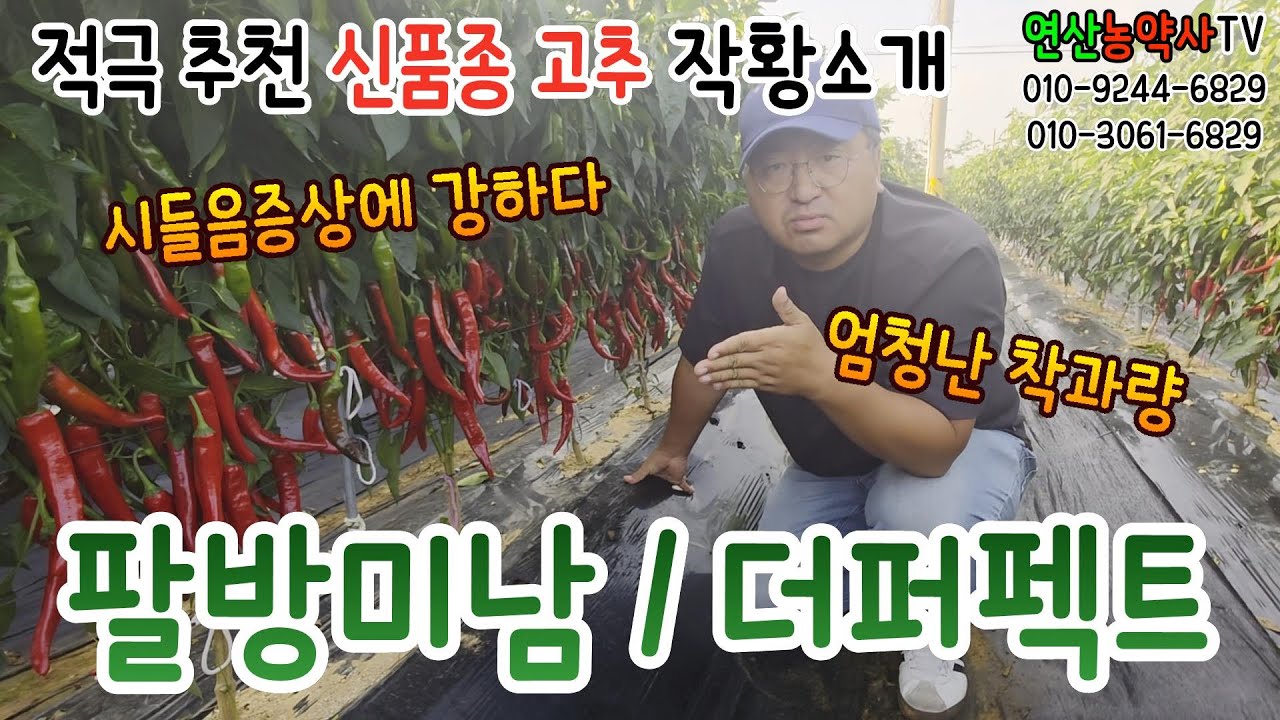 EP.300 올해 출시된 신품종 팔방미남, 더퍼펙트 작황 소개합니다.