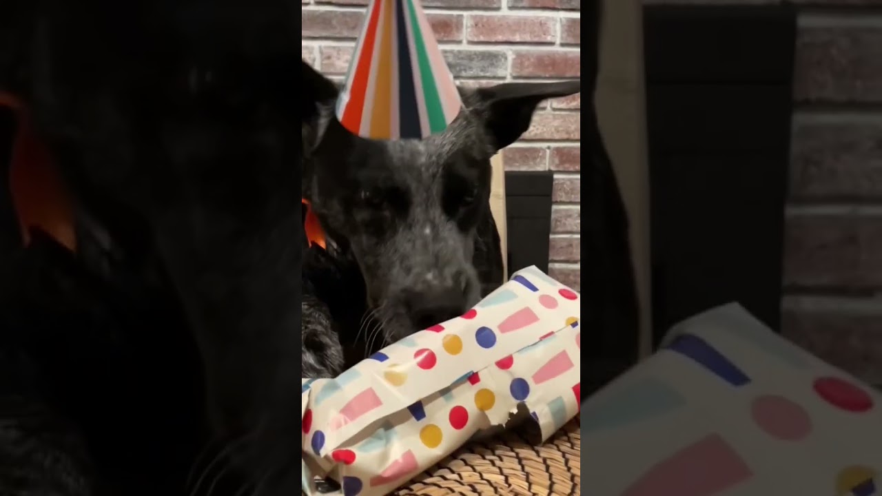 When Australian Cattle Dogs Turn 5.