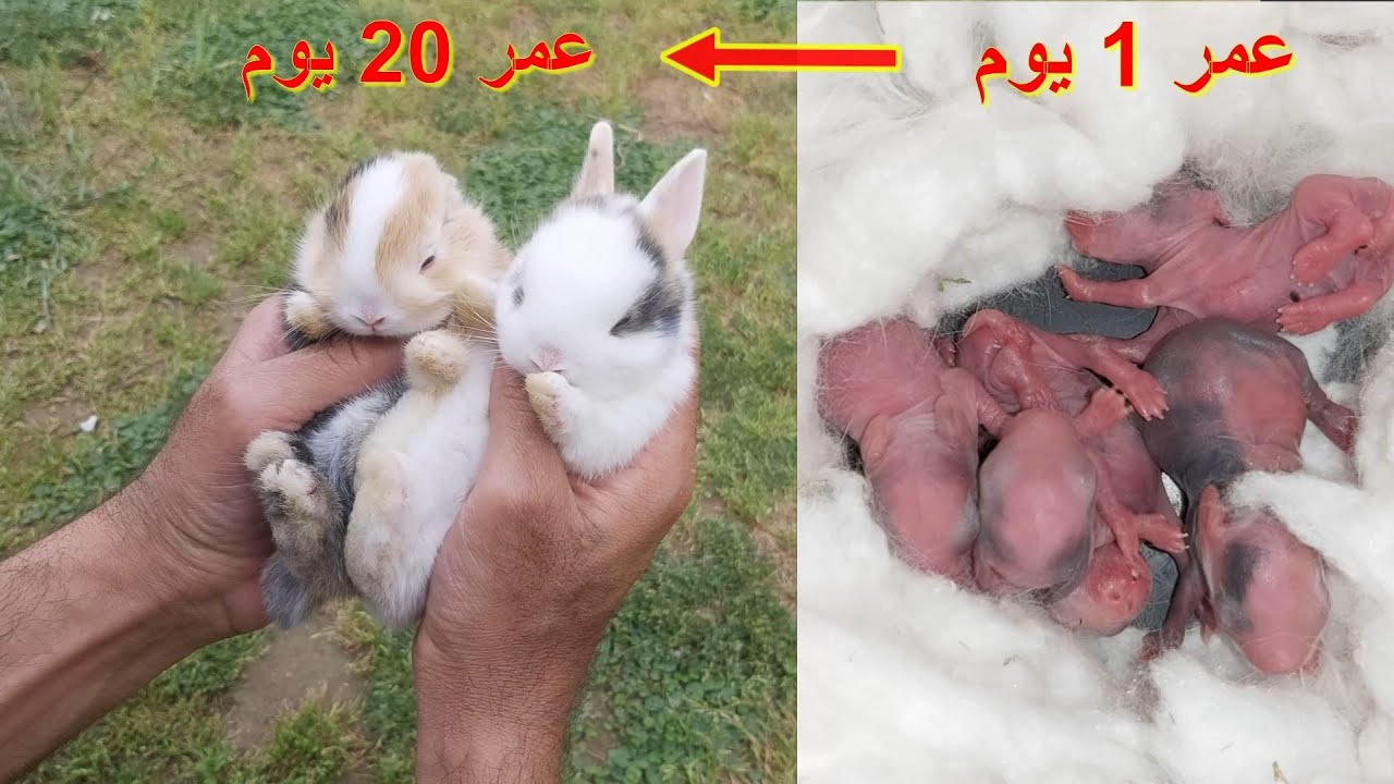 مراحل نمو الارنب القزم الهولندي من عمر يوم الى عمر 20 يوم