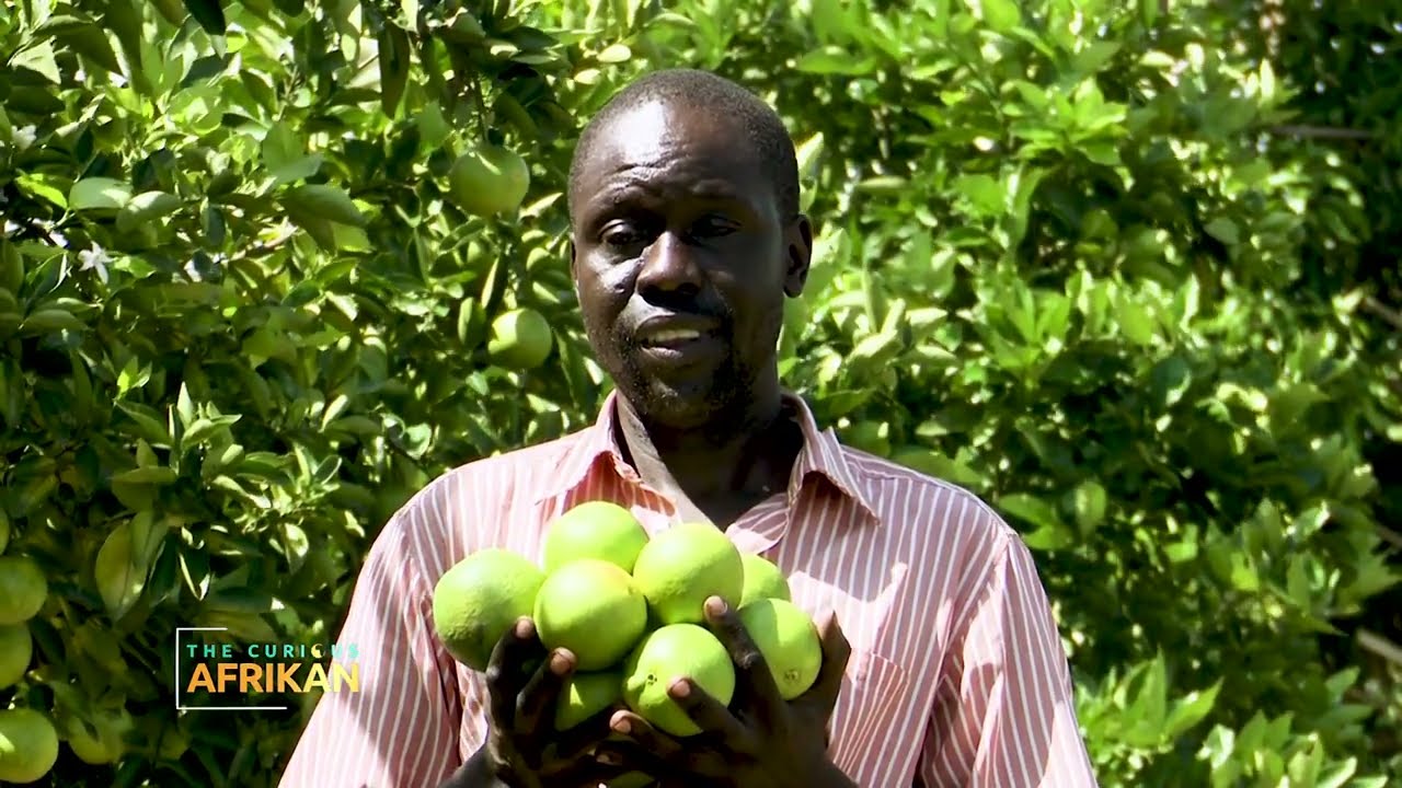 How A POOR Man Became WEALTHY Farming ORANGES On A Small Piece Of Land! ☑️ (51) 