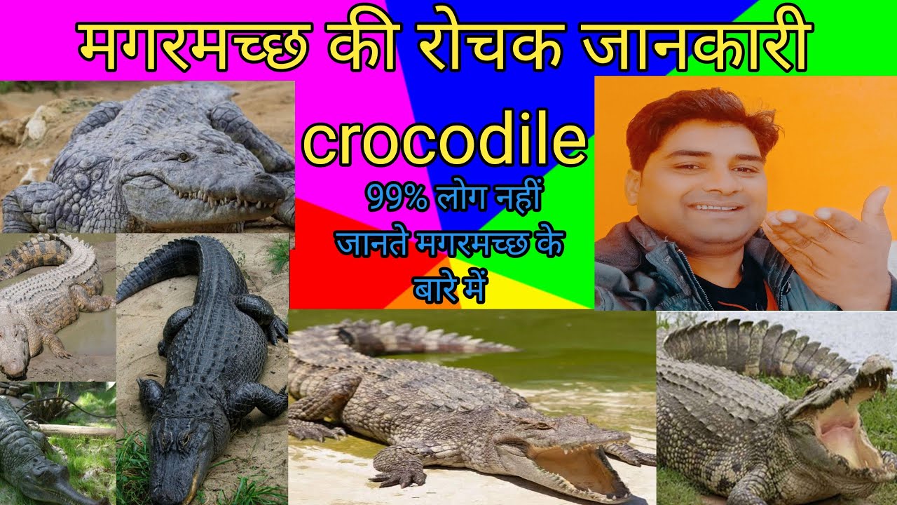 मगरमच्छ की संपूर्ण जानकारी?।Complete information about crocodile.Interesting facts about crocodiles?