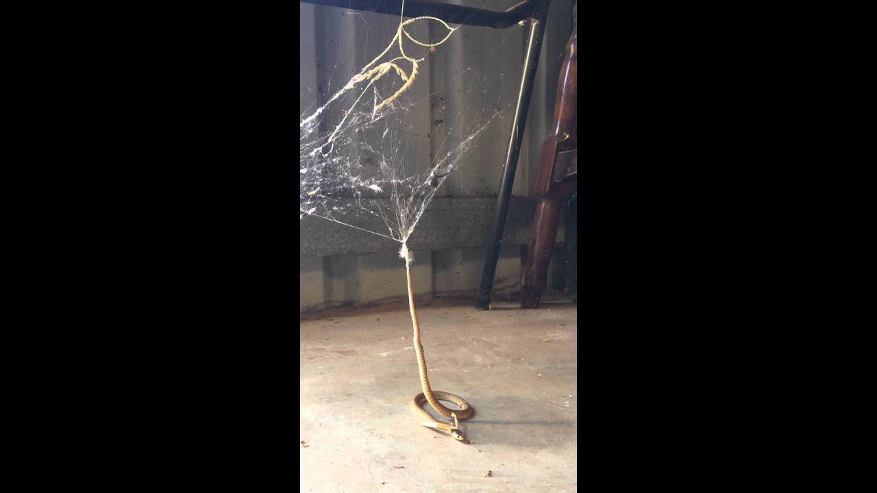 Snake Gets Trapped in Redback Spider's Web (Storyful, Crazy)