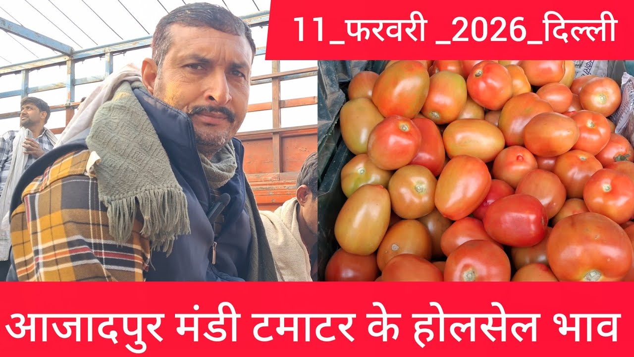 February 11, 2026 दिल्ली 🍅टमाटर के भाव azadpur Delhi mandi today #tomatomarket #delhitomatomarket
