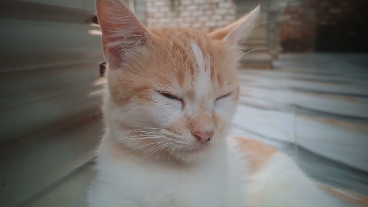 Honey Cat