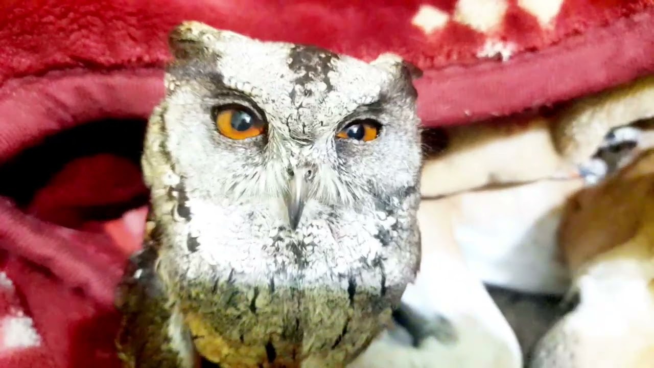 Owl r dog er bondhutto 