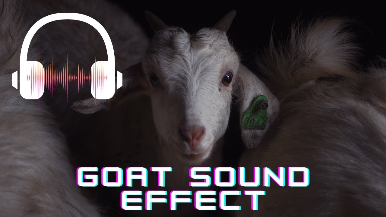 Goat and baby goat sound effect | Goat sound | What sounds does the goat make?