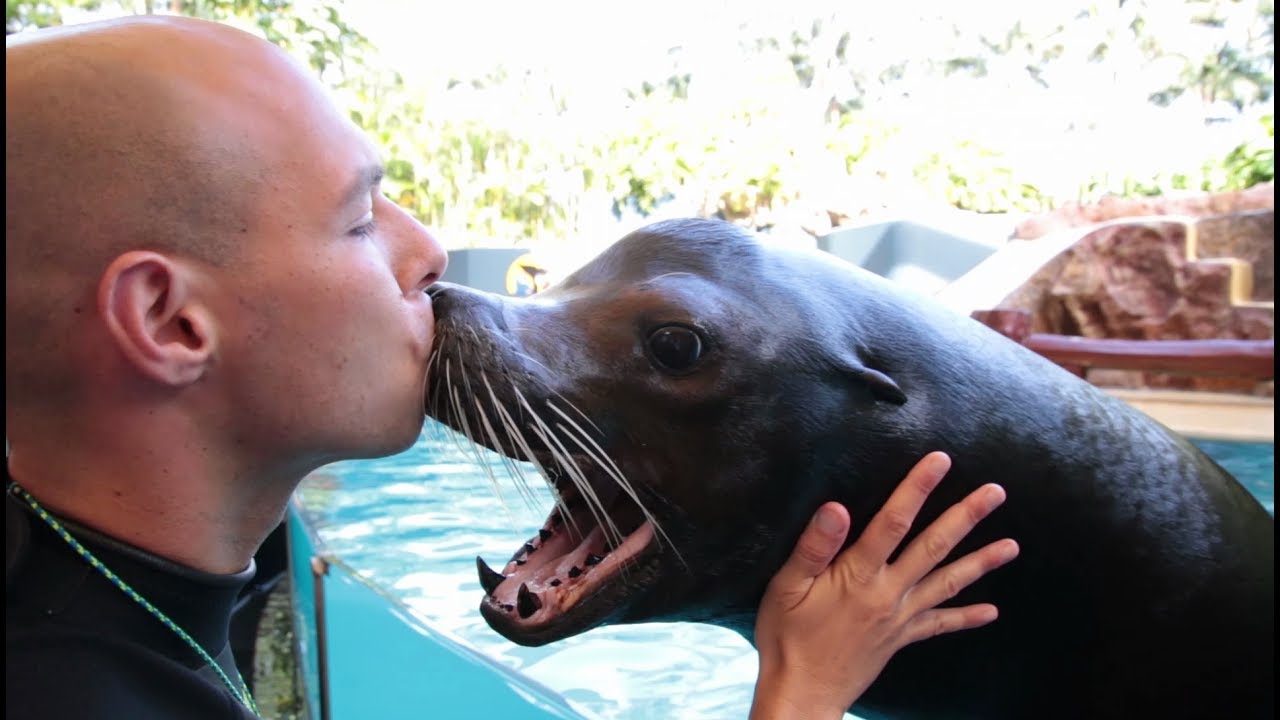 Sea Lion's Medical Training