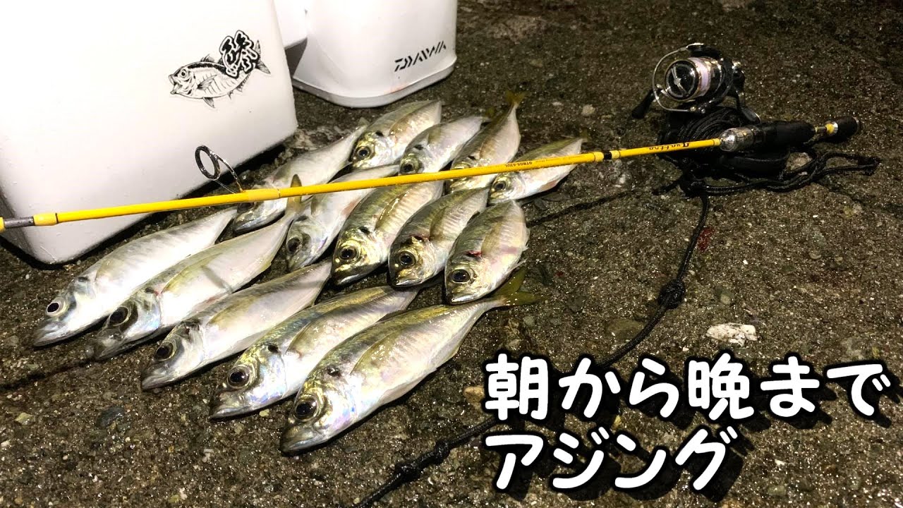 朝から晩まで秋アジング　ぶりっとしたアジ釣れてます