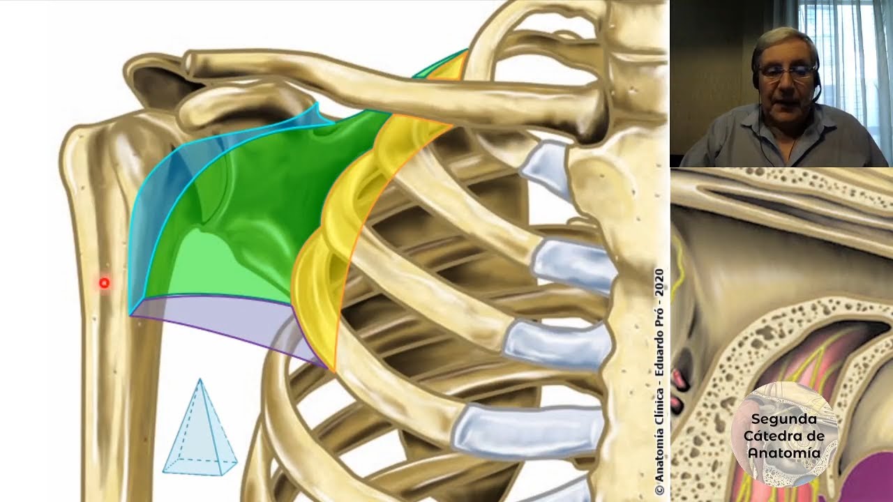 (2020) L3 | Cintura pectoral | Profesor Eduardo A. Pró | Anatomía 2 | FMed UBA