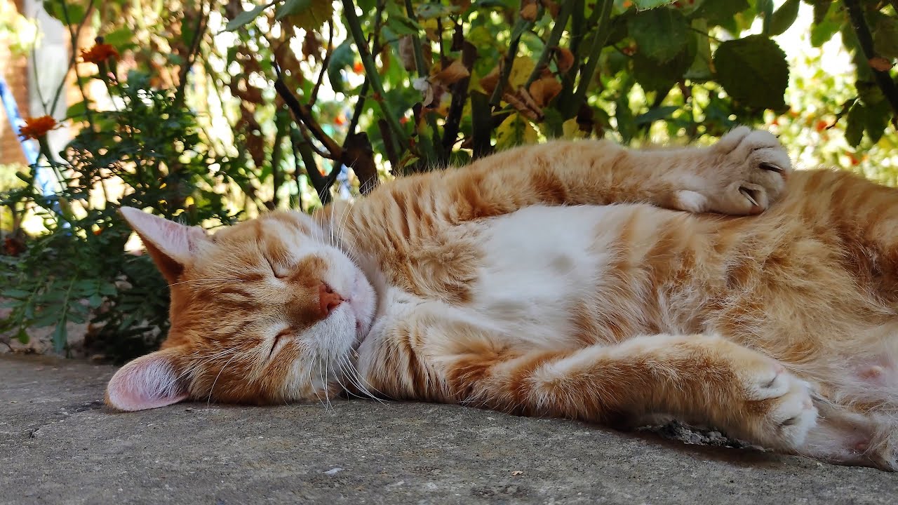 Zen Master Cat (Mini Movie)