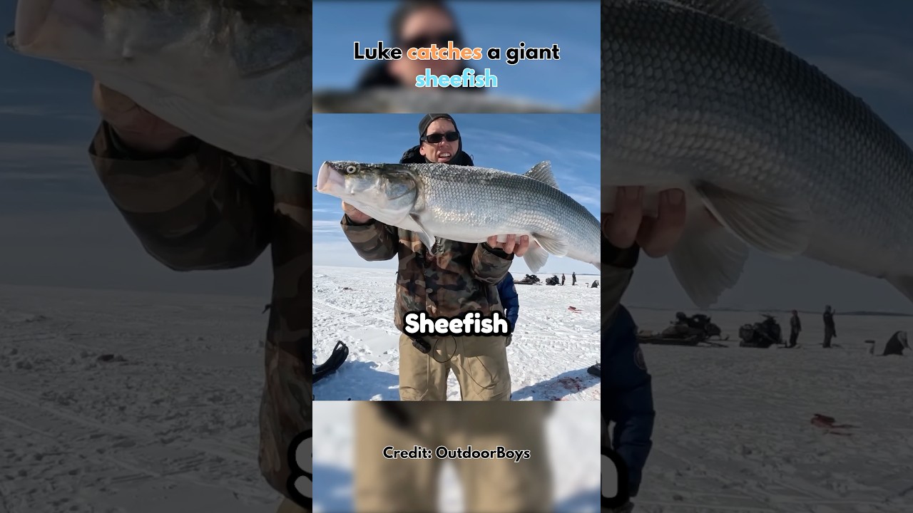 The Outdoor Boys Goes Fishing For Sheefish