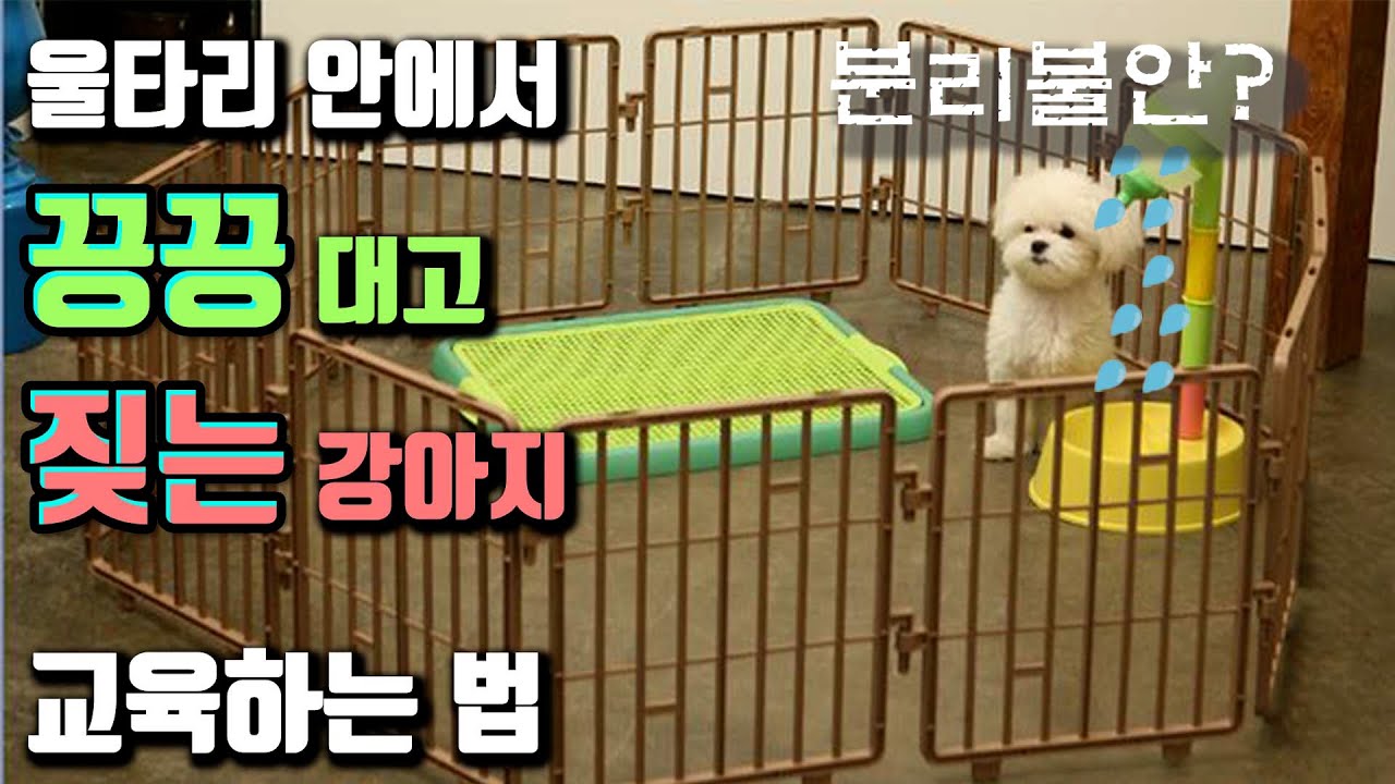 울타리에서 강아지가 짖고 끙끙 거릴 때 교육하는 방법, 분리불안?
