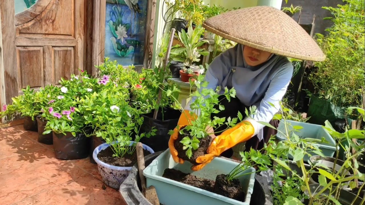 Kita Tanam Kebutuhan Pangan Di Pekarangan