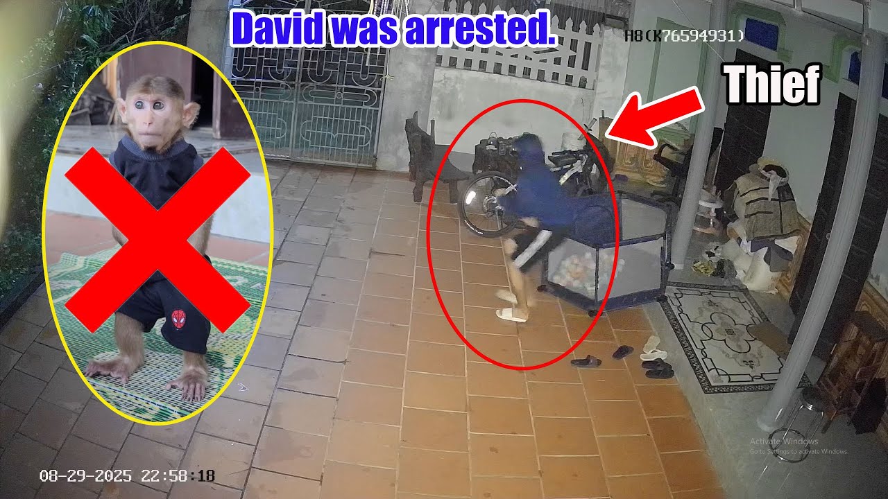 Sad News 😭😭😭David the monkey was kidnapped by a bad guy at night
