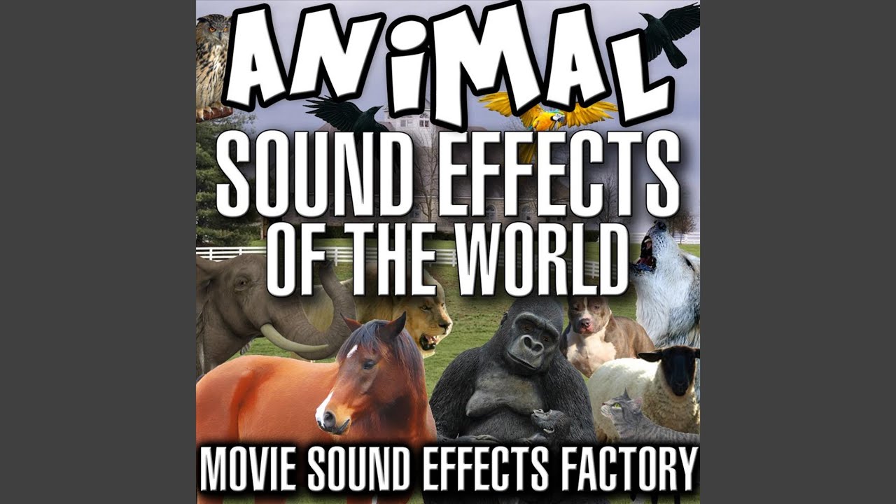 Sheep Sound Effect