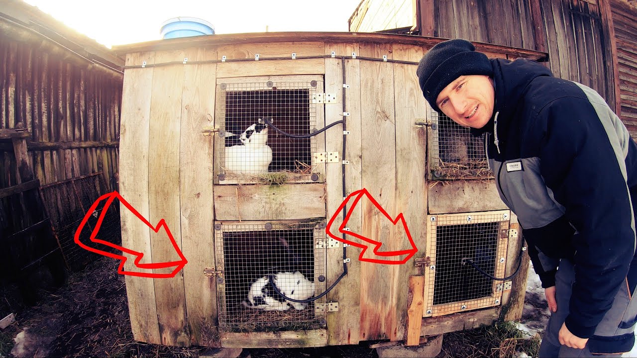 Krajzega/naprawa klatki i mieszanka paszowa dla królików