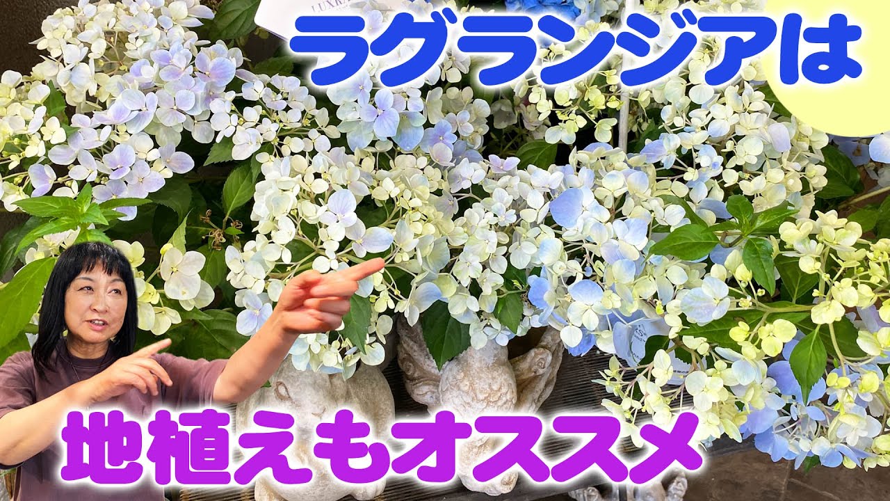 【レモンズガーデン】ラグランジアは鉢植えでも地植えでも自由に仕立てて楽しめる
