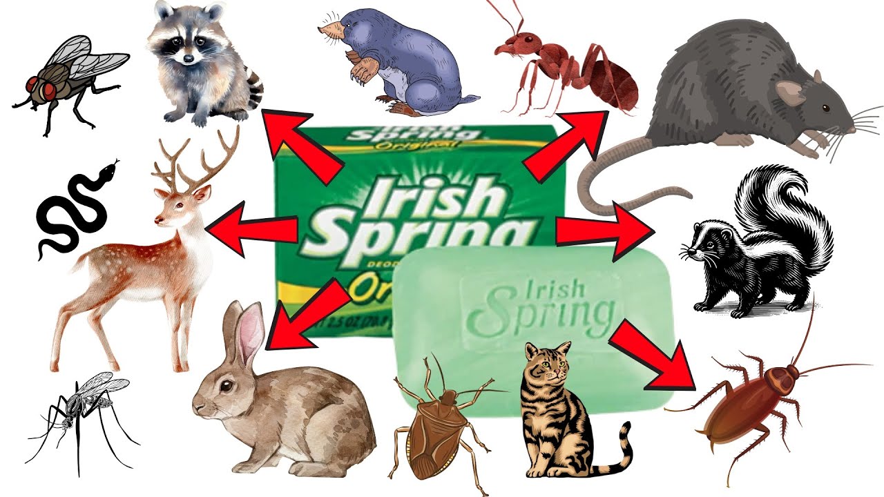 Get Rid of Pests FAST with These Irish Spring Soap Hacks