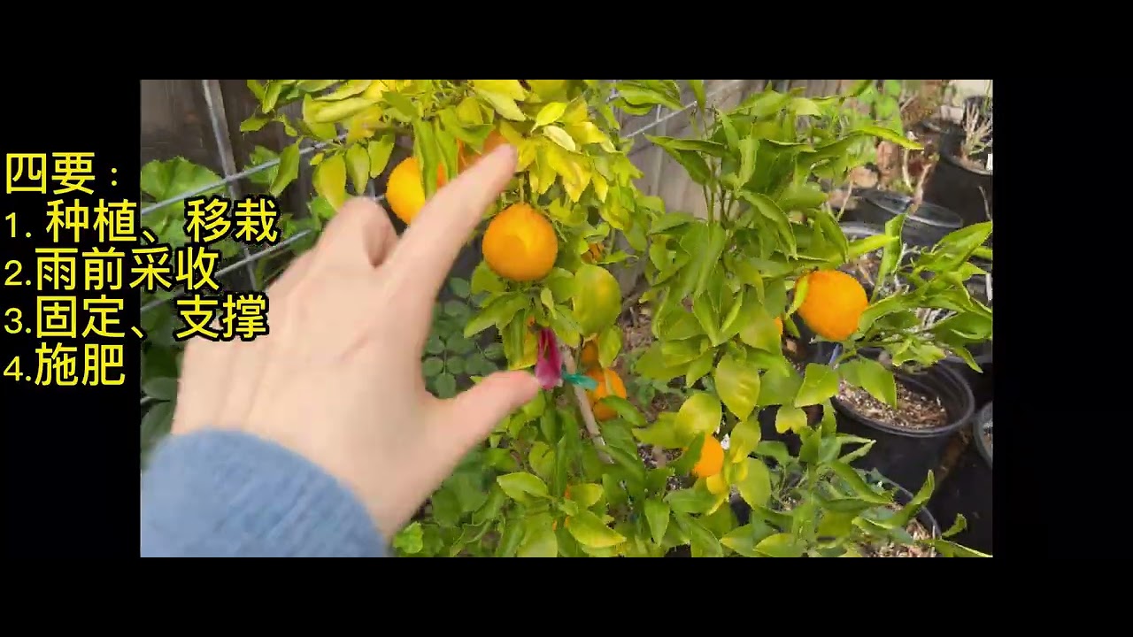 【083 果树】懒人雨季果树养护秘笈 / 湾区一月果树管理/How to take care fruit trees during rainy season