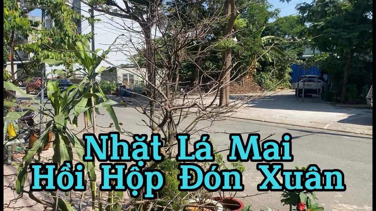Làm Vườn: Nhặt Lá Mai - Hồi Hộp Đón Xuân #nhặt lá mai #tetvietnam #apricots #blossom #maivang