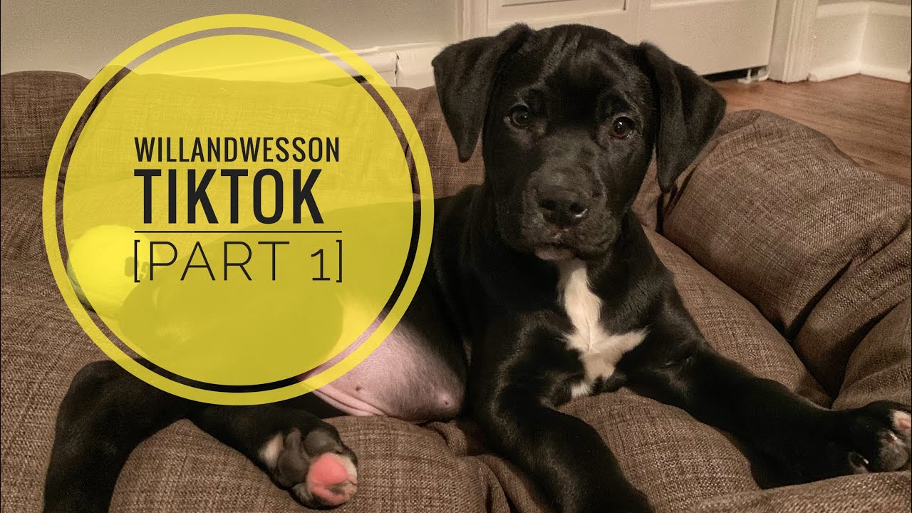 WillandWesson TikTok Montage [Part 1]