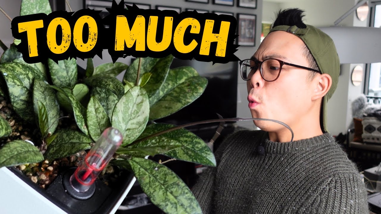 a bunch of HOYA tasks... wax plant wednesday 💚 plant chores & updates