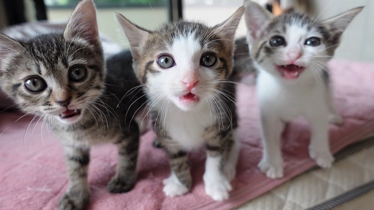 ミルクちょうだい！断乳に反対する子猫達 ＆ クセ強ちいおじプロレス