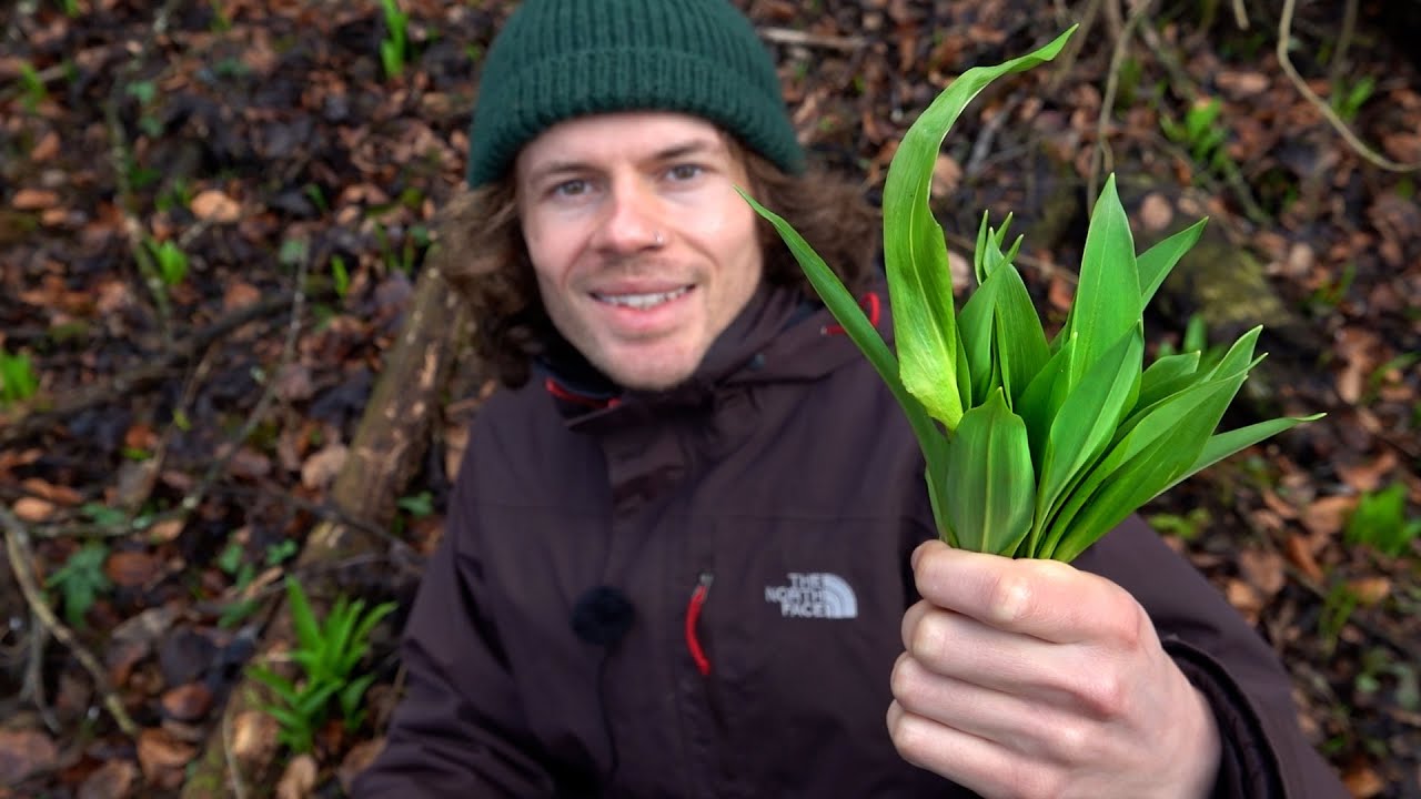 Bärlauch-Zeit! Wildkräuter und Pilze bestimmen und sammeln im Februar