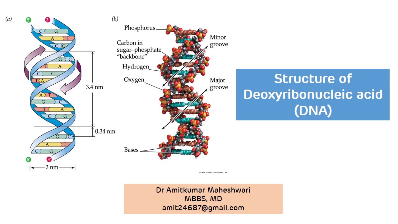 DNA Structure || Structure of Deoxyribonucleic Acid || Biochemistry || Molecular Biology