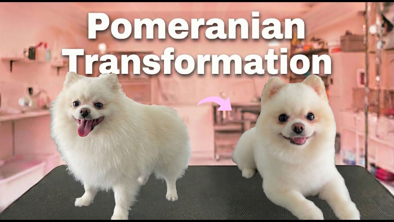 Full Pomeranian Grooming Transformation ✂️🛁 | From Bath to Perfect Finish