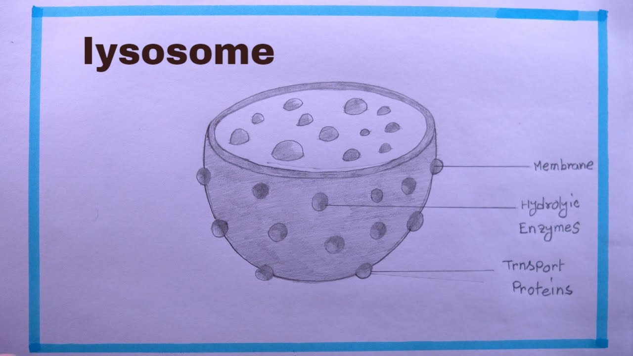 How To Draw LYSOSOME Easy Step/LYSOSOME Drawing