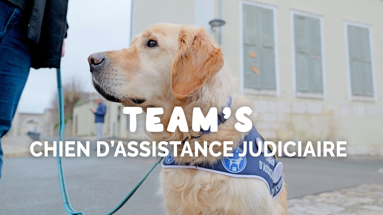 🐕 Team's, le chien qui aide les victimes à témoigner