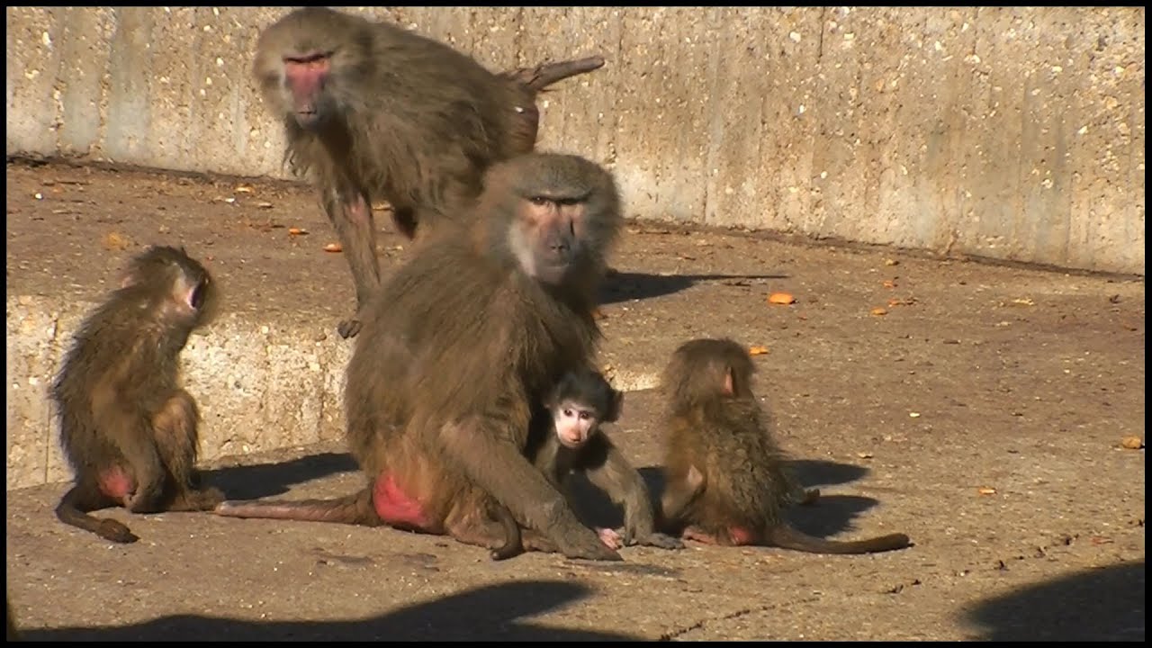 Mother Baboon Protecting Baby (Papio hamadryas)