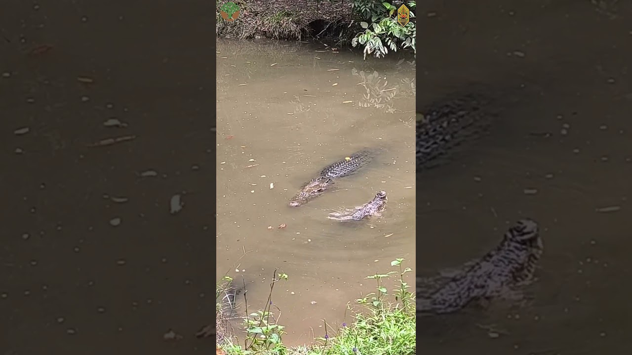 TERPANTAU KAMERA, BUAYA INI SEDANG BERMESRAAN #buaya #buayamuara #animals #bksda #bksdakalteng
