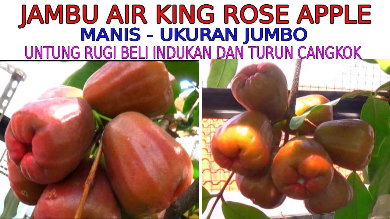 JAMBU AIR JUMBO MANIS RASANYA - POHON NYA PENDEK BUAH NYA LEBAT - BISA DITANAM DI PLANTER BAG - POT