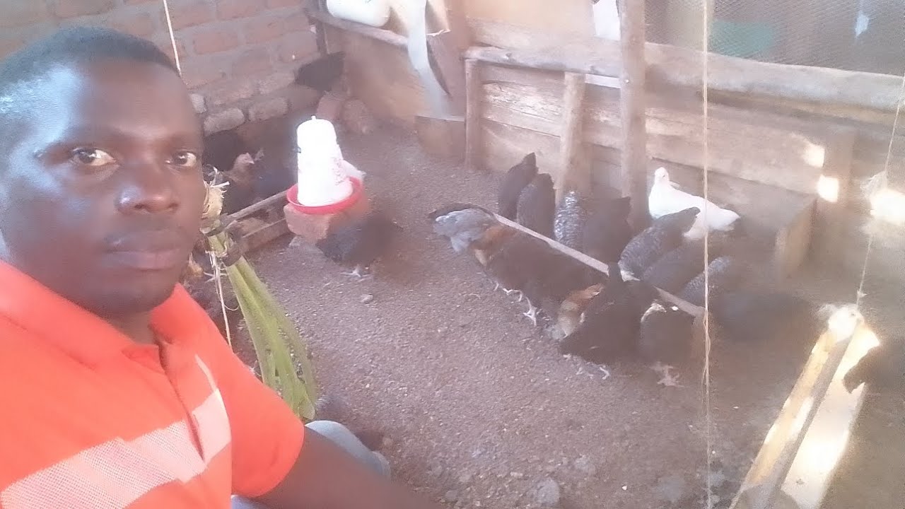 Listen to this video before starting local chicken