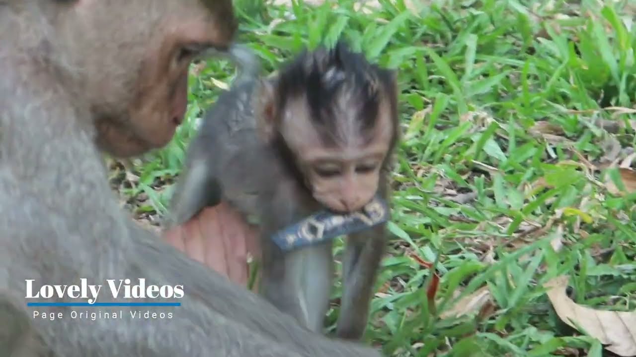 Adorable baby monkey breastfeeding 