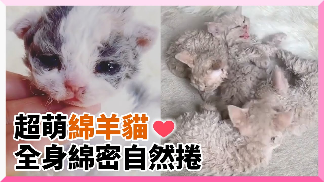 披著羊皮的貓！水汪汪大眼+全身毛茸茸自然捲「像泰迪熊」｜貓咪｜綿羊貓｜塞爾凱克捲毛貓｜Selkirk Rex