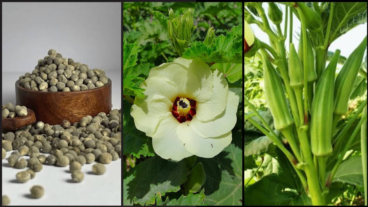 زراعة البامية من البذرة حتي الحصاد