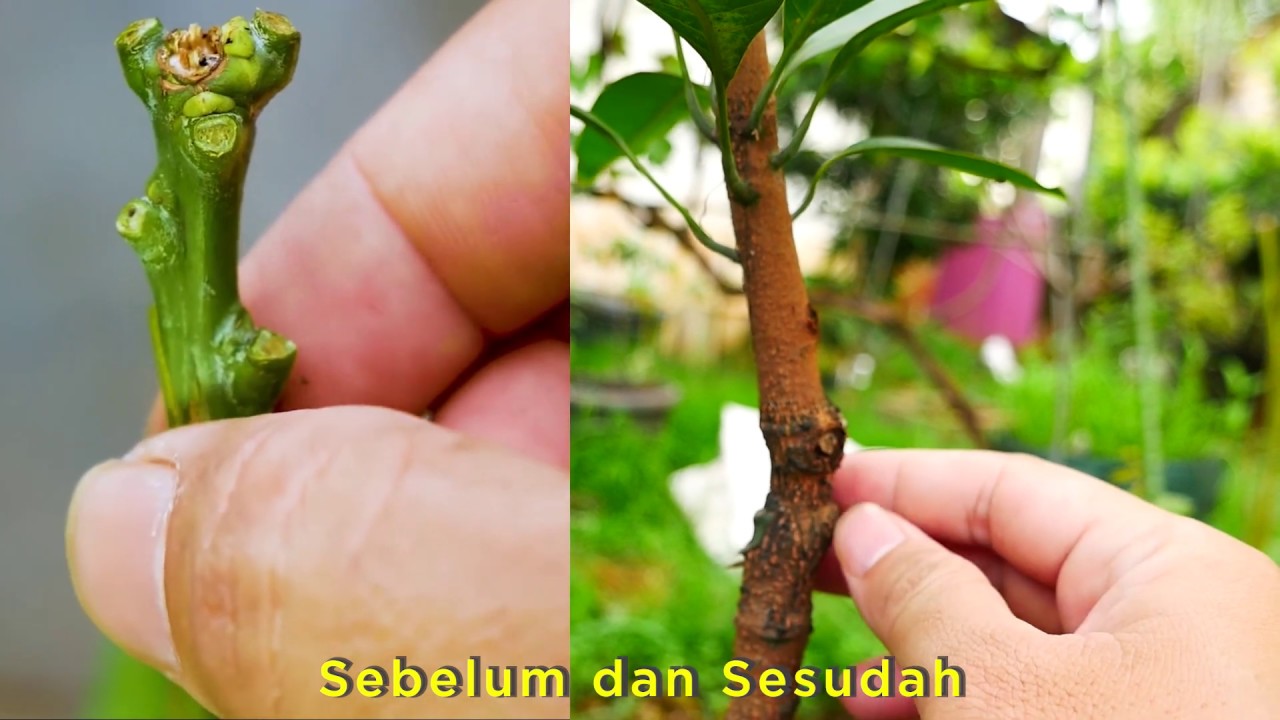 Mangga Dalam Polybag Berbunga