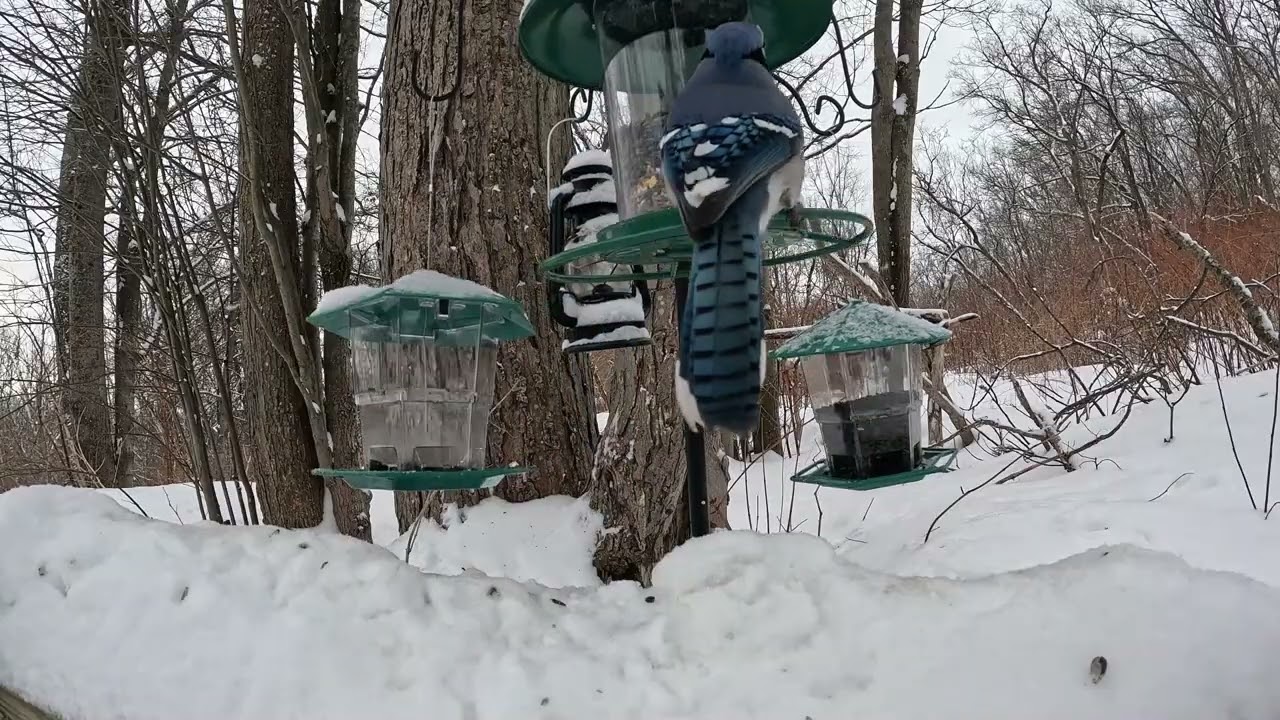 DON'T SHOW YOUR CATS!!!!