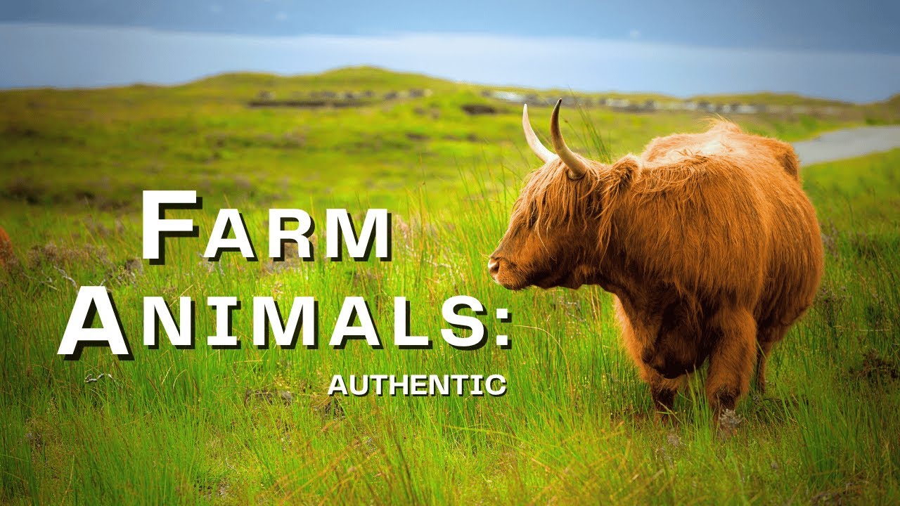 Farm Animals: Everyday Life Of Beautiful Animals and Nature in 4K